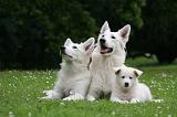 BERGER BLANC SUISSE - ADULTS ET PUPPIES 068